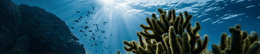 Join the Wave: Support our ocean cleanup fundraiser to keep our seas plastic-free! - Esdushi